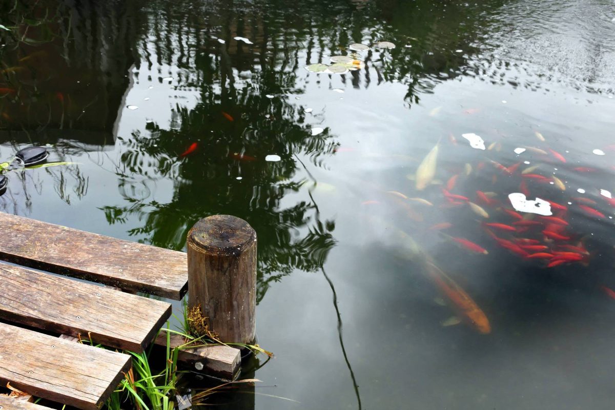Bassin avec ponton en bois et poissons