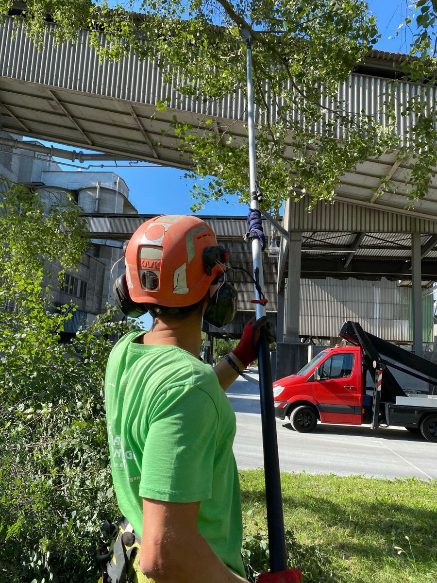 Élagueur casqué taillant un arbre à la perche