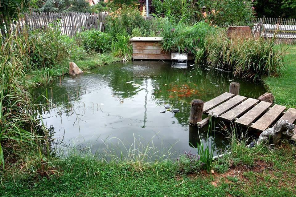 Étang avec ponton en bois et poissons